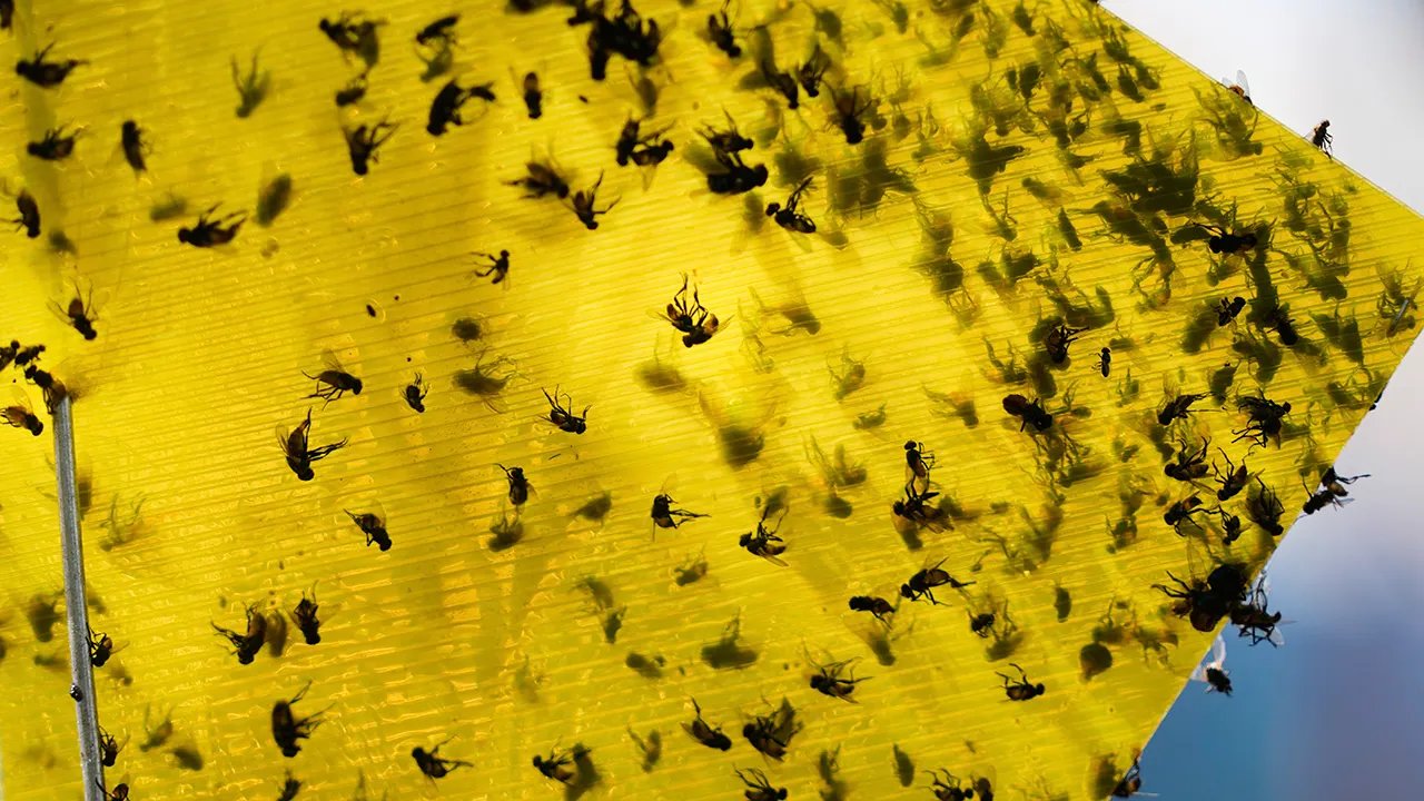 US to breed sterile flies in Texas factory to protect cattle from maggots