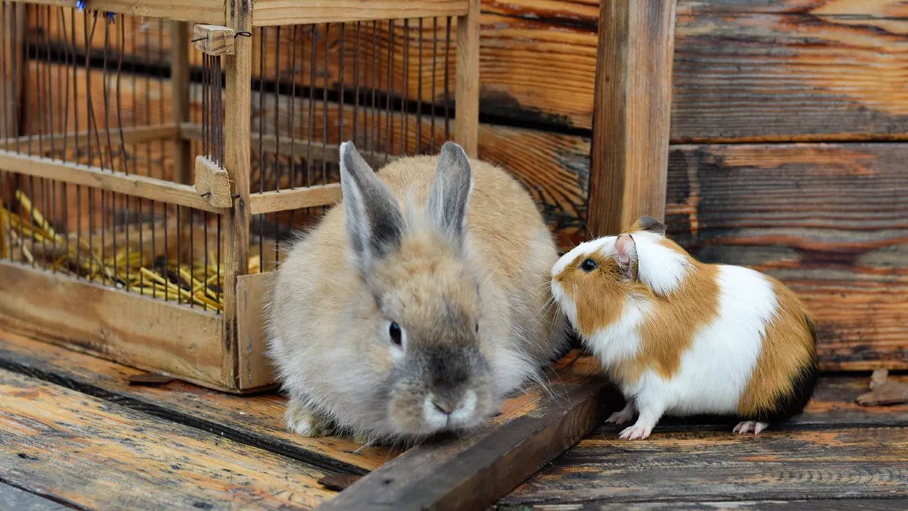 Zoo’s controversial pet feeding policy for predators divides critics