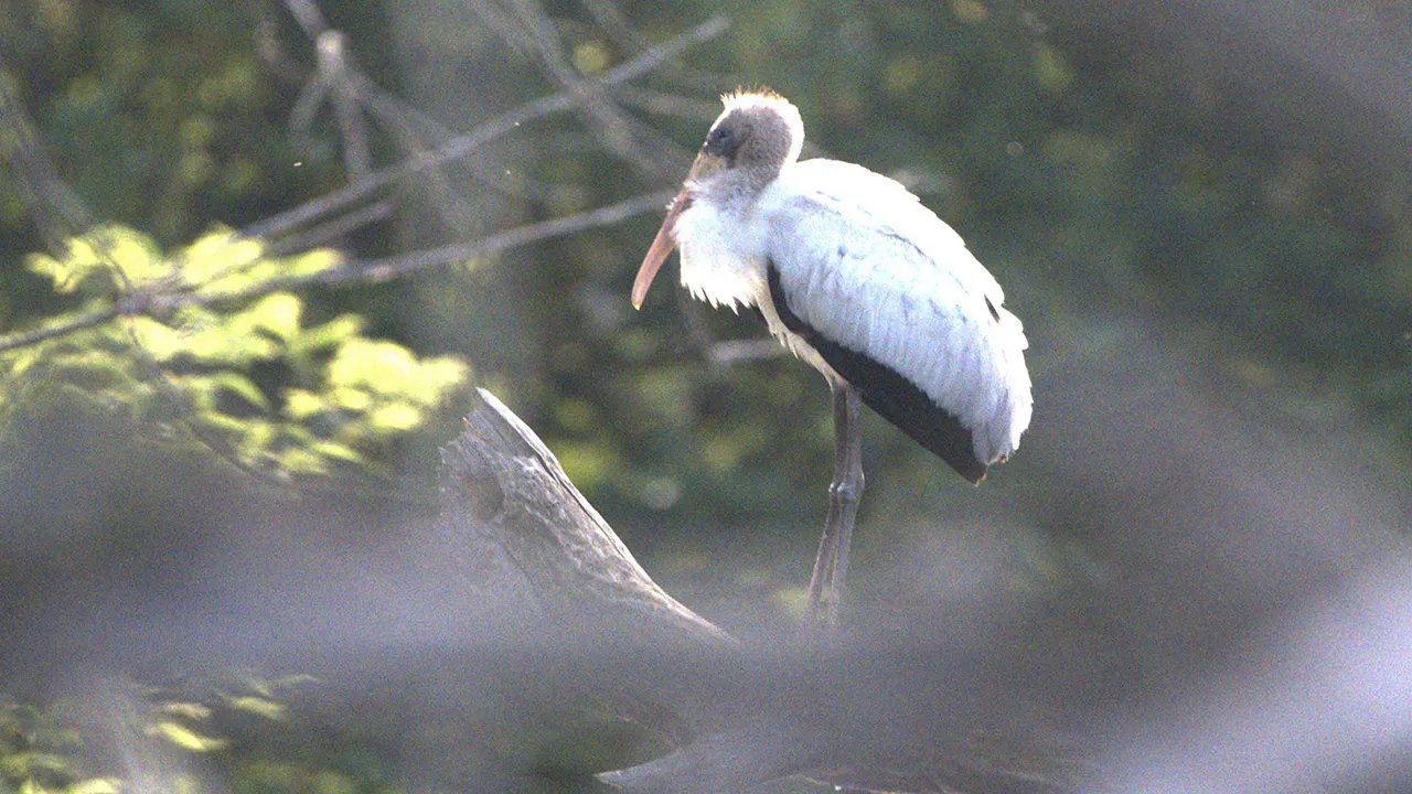 Subtropical bird typically lives in Gulf Coast states and Central America
